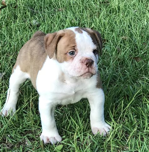 olde english bulldog puppies for sale.